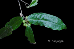 Phaeanthus malabaricus